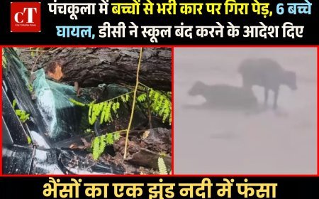 पंचकूला में बच्चों से भरी कार पर गिरा पेड़, 6 बच्चे घायल, डीसी ने स्कूल बंद करने के आदेश दिए, भैंसों का एक झुंड नदी में फंसा