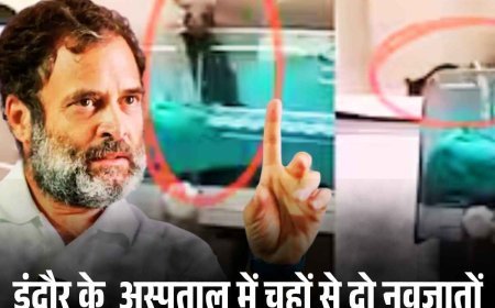 इंदौर में चूहों से दो नवजातों की मौत, राहुल गांधी बोले—यह हत्या है