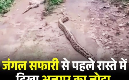 जंगल सफारी से पहले रास्ते में दिखा अजगर का जोड़ा, वीडियो में कैद हुआ नज़ारा