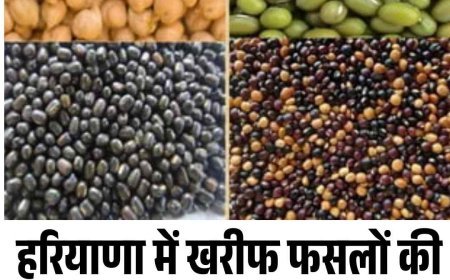 हरियाणा में खरीफ फसलों की खरीद शुरू, जानें शेड्यूल तय