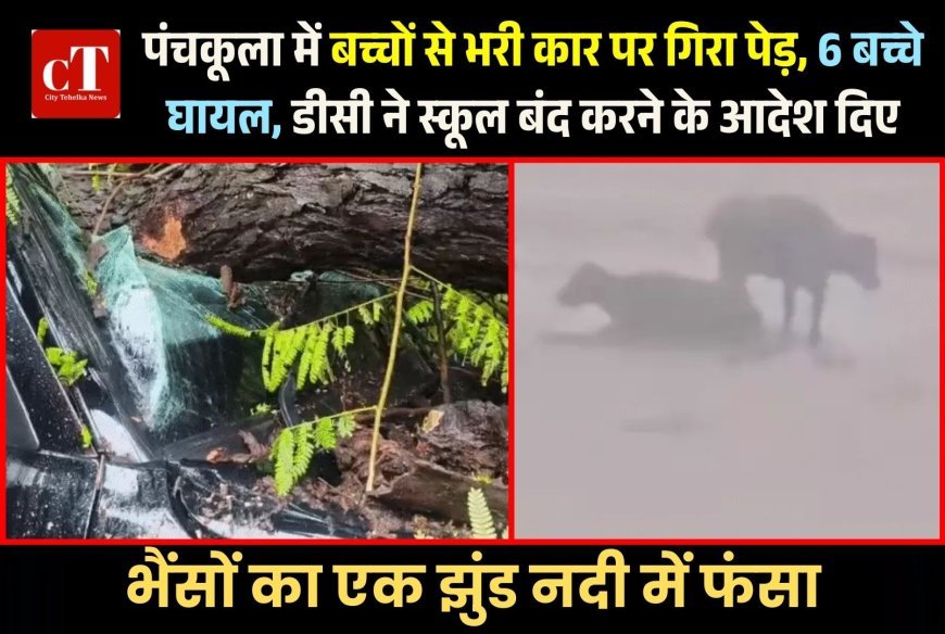 पंचकूला में बच्चों से भरी कार पर गिरा पेड़, 6 बच्चे घायल, डीसी ने स्कूल बंद करने के आदेश दिए, भैंसों का एक झुंड नदी में फंसा