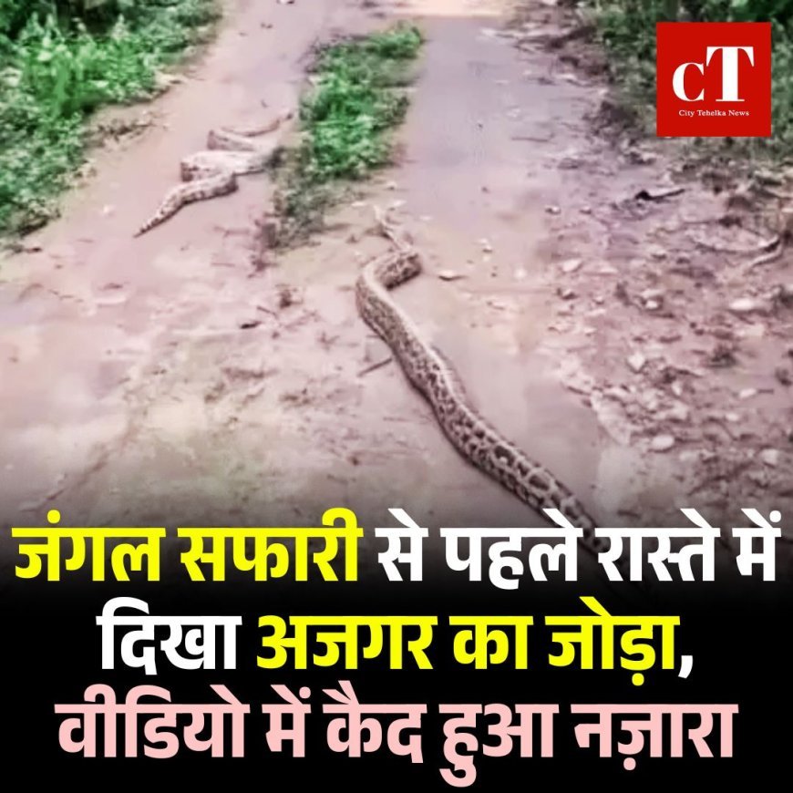 जंगल सफारी से पहले रास्ते में दिखा अजगर का जोड़ा, वीडियो में कैद हुआ नज़ारा