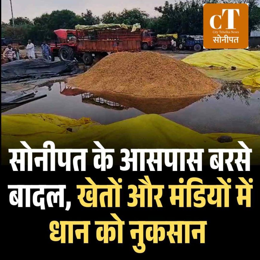 सोनीपत के आसपास बरसे बादल, खेतों और मंडियों में धान को नुकसान