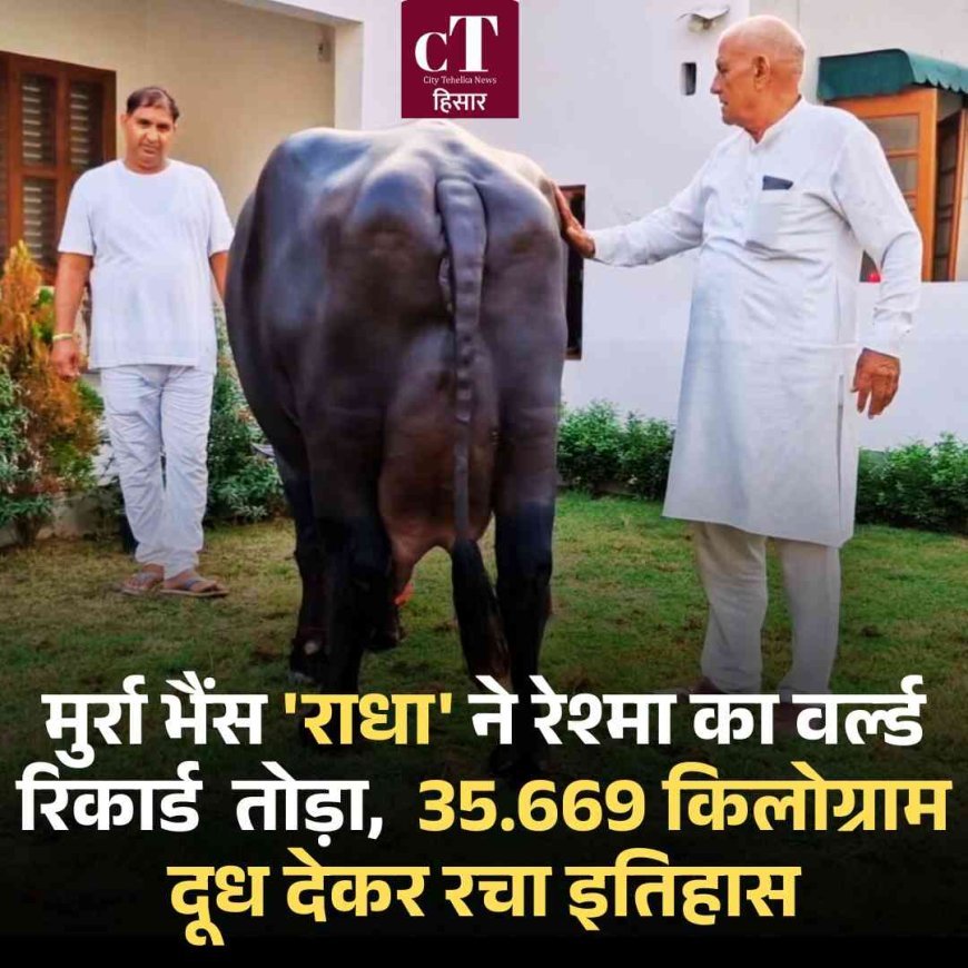 मुर्रा भैंस 'राधा' ने रेश्‍मा का वर्ल्‍ड रिकार्ड  तोड़ा,   35.669 किलोग्राम दूध देकर रचा इतिहास