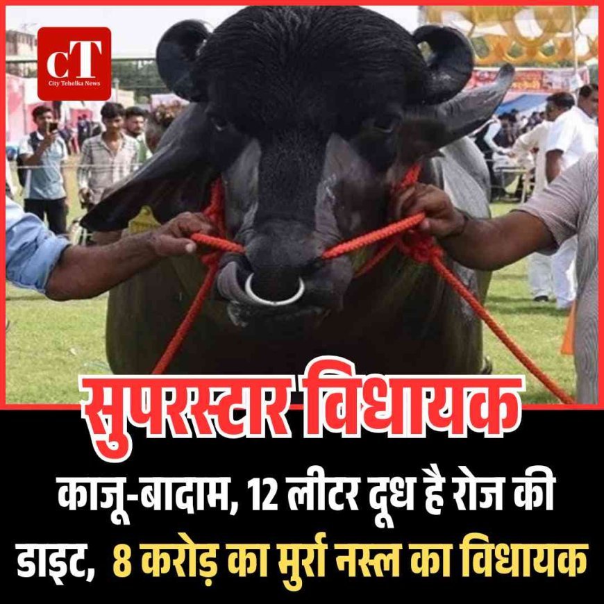 8 करोड़ की कीमत वाला भैंसा 'विधायक' मेले का सितारा
