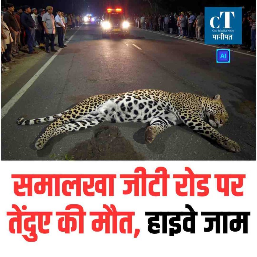 Video: समालखा जीटी रोड पर तेंदुए की मौत, हाइवे जाम
