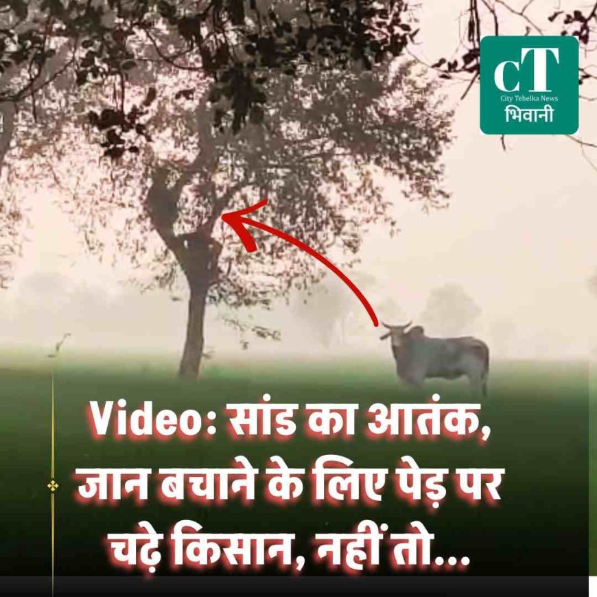 Video: सांड का आतंक,  हमला में पांच किसान घायल, दो जान बचाने के लिए पेड़ पर चढ़े , नहीं तो...