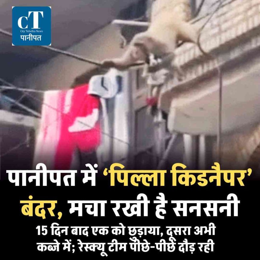 पानीपत में ‘पिल्ला किडनैपर’ बंदर, मचा रखी है सनसनी, 15 दिन बाद एक को छुड़ाया, दूसरा अभी कब्जे में; रेस्क्यू टीम पीछे-पीछे दौड़ रही