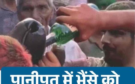 पानीपत में भैंसे को शराब पिलाने पर FIR