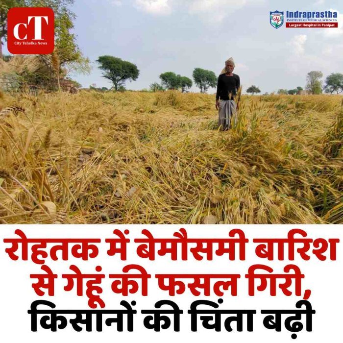 रोहतक में बेमौसमी बारिश से गेहूं की फसल गिरी, किसानों की चिंता बढ़ी  तेज हवाओं और बारिश से खेतों में झुकी फसल