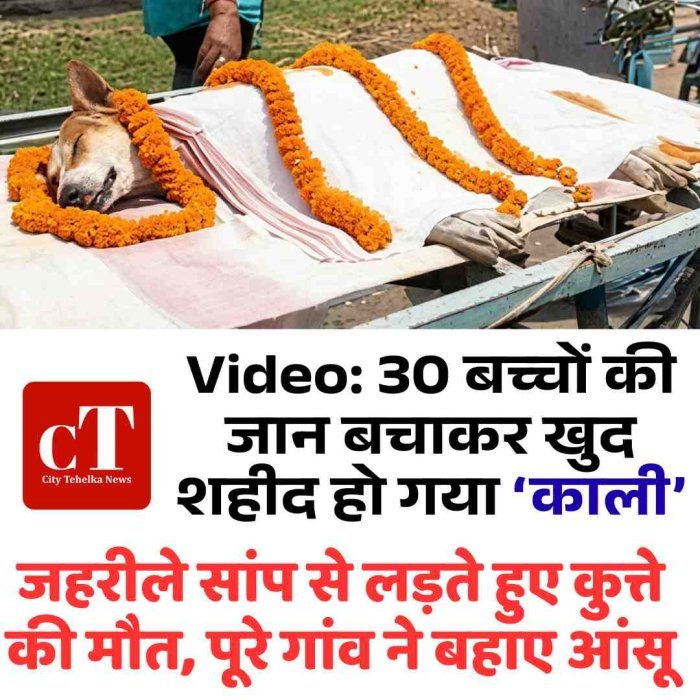 Video: 30 बच्चों की जान बचाकर खुद शहीद हो गया ‘काली’, जहरीले सांप से लड़ते हुए कुत्ते की मौत, पूरे गांव ने बहाए आंसू