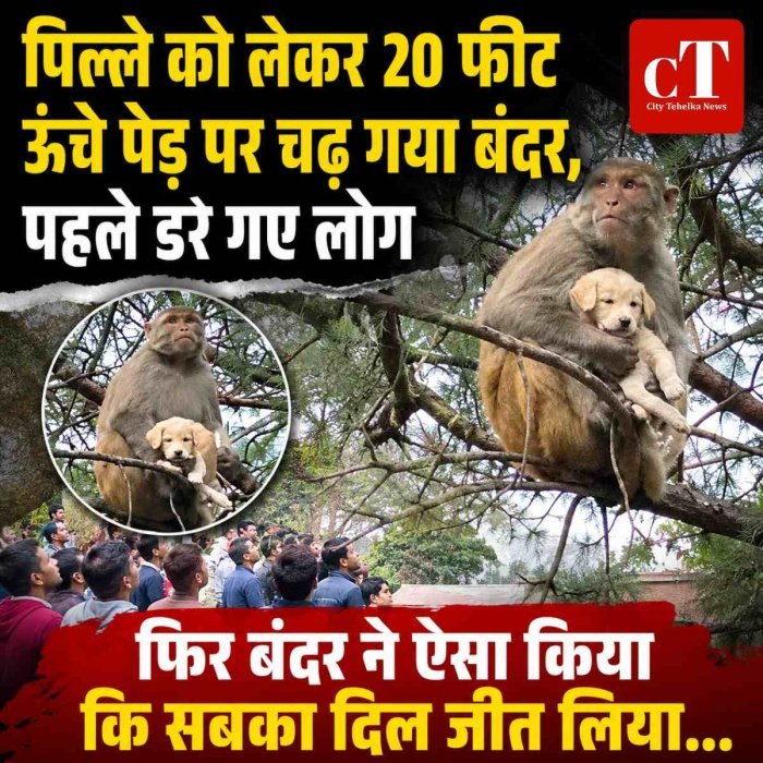 बंदर ने पिल्ले को गोद में लेकर 20 फीट ऊंचे पेड़ पर बैठाया, फ‍िर 10 मिनट तक सीने से लगा रखा
