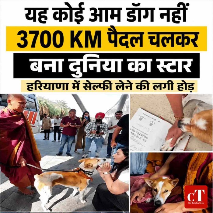 यह कोई आम डॉग नहीं, 3700 KM पैदल चलकर बना दुनिया का स्टार