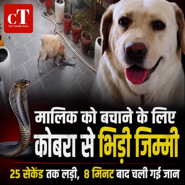 मालिक की जान बचाने के लिए कोबरा से भिड़ी पालतू लैब्राडोर जिम्मी, 25 सेकेंड की जंग के बाद चली गई जान