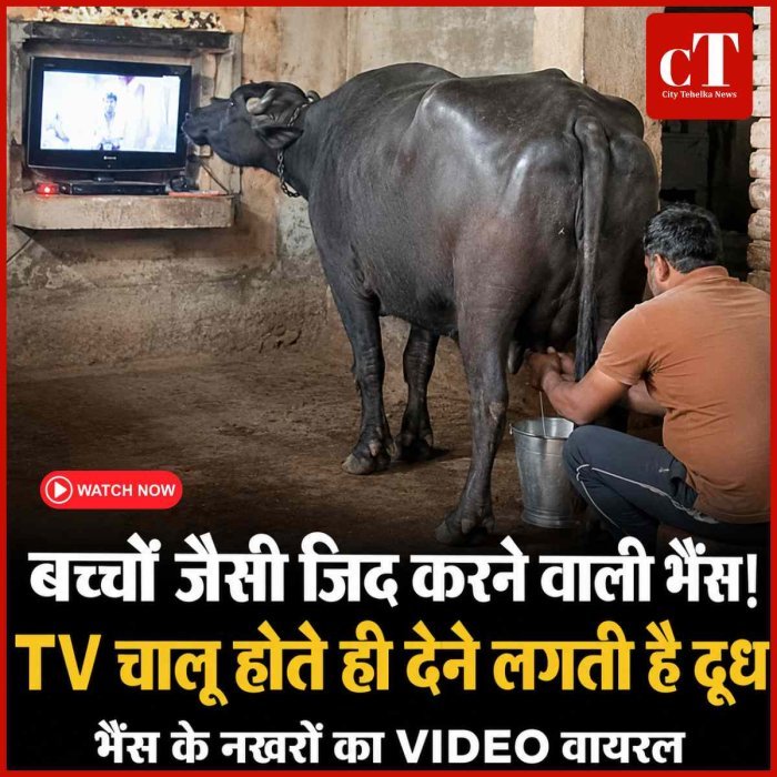 Video: बच्चों जैसी जिद करने वाली भैंस! TV चालू होते ही देने लगती है दूध, वायरल VIDEO ने इंटरनेट पर मचाई धूम