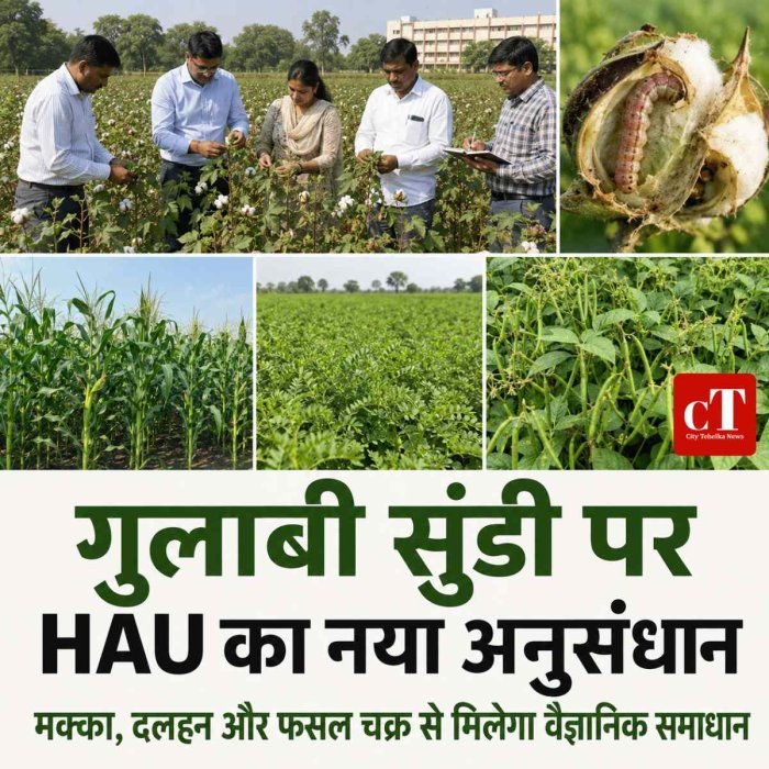 HAU का बड़ा अनुसंधान: गुलाबी सुंडी से बचाएगा मक्का और दलहनी फसलों का फसल चक्र-जानें