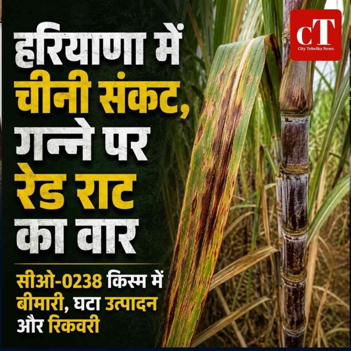 हरियाणा के चीनी संकट का खेतों से कनेक्शन, जाने क्‍यों बढ़ी किसानों की चिंता