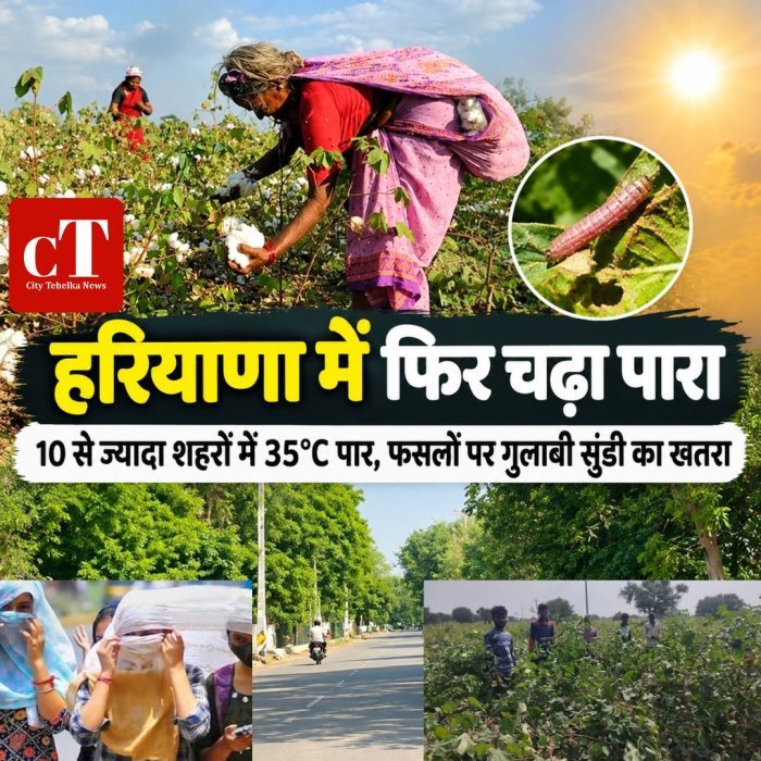 हरियाणा में फिर चढ़ा पारा,10 से ज्यादा शहरों में 35°C पार, फसलों पर गुलाबी सुंडी का खतरा