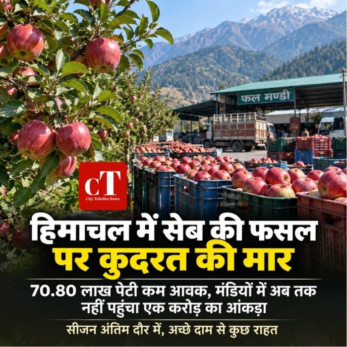 हिमाचल में सेब की फसल पर कुदरत की मार,70.80 लाख पेटी कम आवक,मंडियों में अब तक नहीं पहुंचा 1 करोड़ का आँकड़ा,सीजन अंतिम दौर में,अच्छे दाम से कुछ राहत