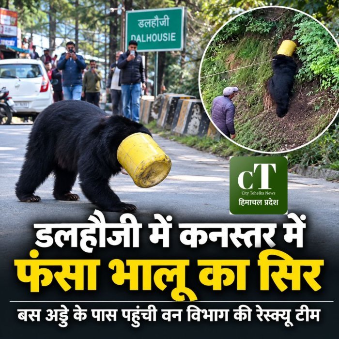 डलहौजी में कनस्तर में फंसा भालू का सिर,बस अड्डे के पास पहुंची वन विभाग की रेस्क्यू टीम
