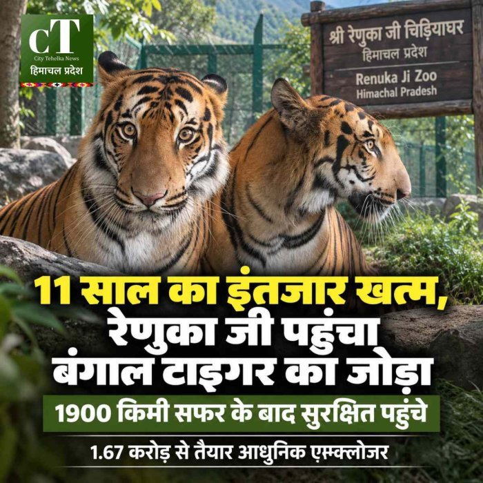11 साल का इंतजार खत्म, रेणुका जी चिड़ियाघर में पहुंचा रॉयल बंगाल टाइगर का जोड़ा