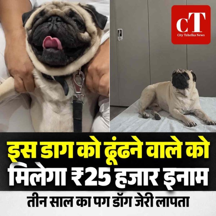 साढ़े तीन साल का ‘जेरी’ गायब, CCTV में दो लोग ले जाते दिखे; मालिक ने रखा ₹25 हजार का इनाम
