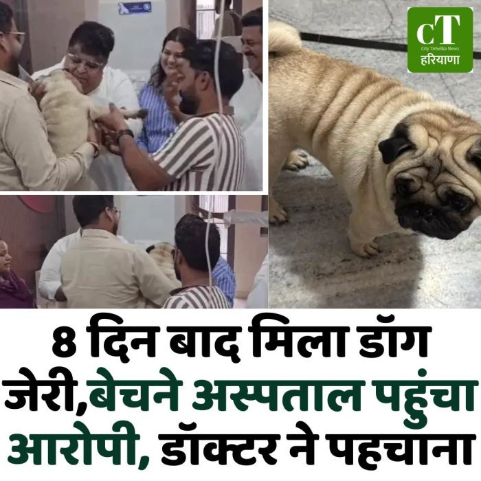 8 दिन बाद मिला डॉग जेरी,बेचने अस्पताल पहुंचा आरोपी, डॉक्टर ने पहचाना