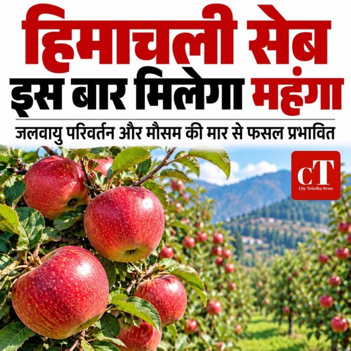 हिमाचल में सेब उत्पादन घटा, 20 हजार मीट्रिक टन कम पहुंची फसल; मौसम की मार से बढ़ सकते हैं दाम