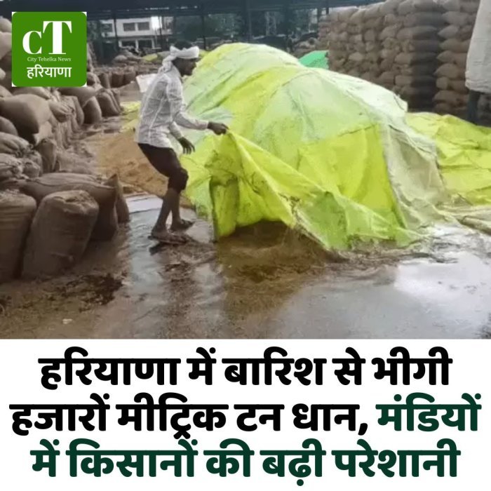 हरियाणा में बारिश से भीगी हजारों मीट्रिक टन धान, मंडियों में किसानों की बढ़ी परेशानी