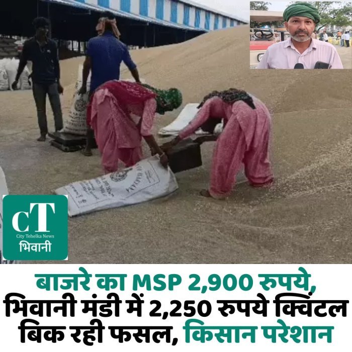 बाजरे का MSP 2,900 रुपये, भिवानी मंडी में 2,250 रुपये क्विंटल बिक रही फसल, किसान परेशान