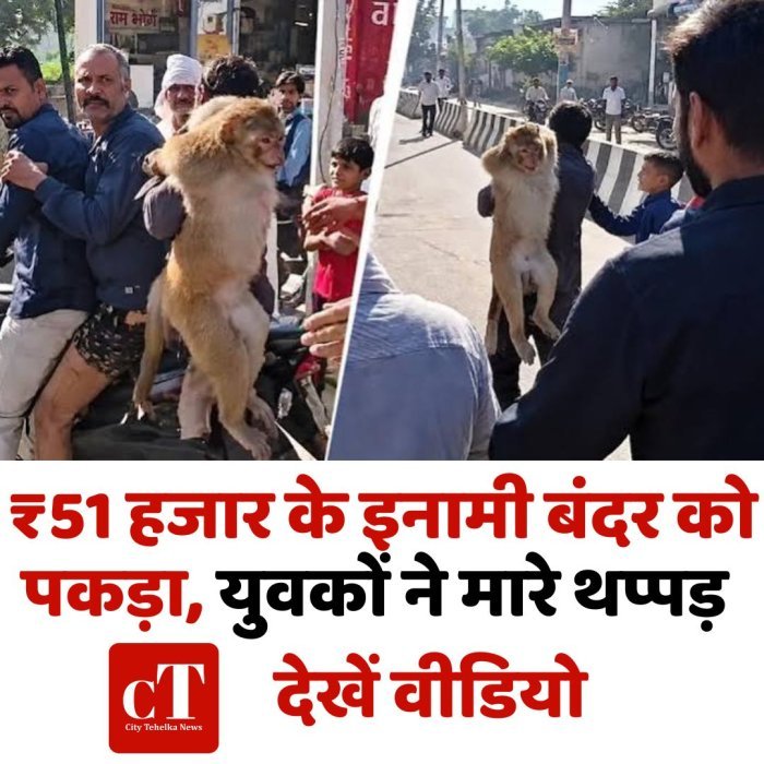 ₹51 हजार के इनामी बंदर को पकड़ा, युवकों ने मारे थप्पड़, देखें वीडियो