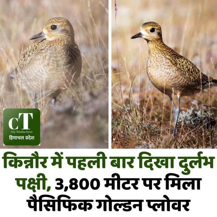 किन्नौर में पहली बार दिखा दुर्लभ पक्षी, 3,800 मीटर पर मिला पैसिफिक गोल्डन प्लोवर